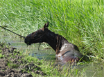 Prio 2 Dier te Water Paard Dykhuzen Gerkesklooster